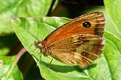 gatekeeper butterfly