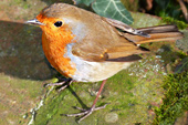 Robin, Paddington Recreation Ground