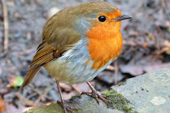 robin, Paddington Recreation Ground