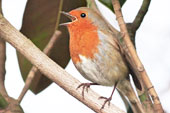 Robin , Paddington Recreation Ground